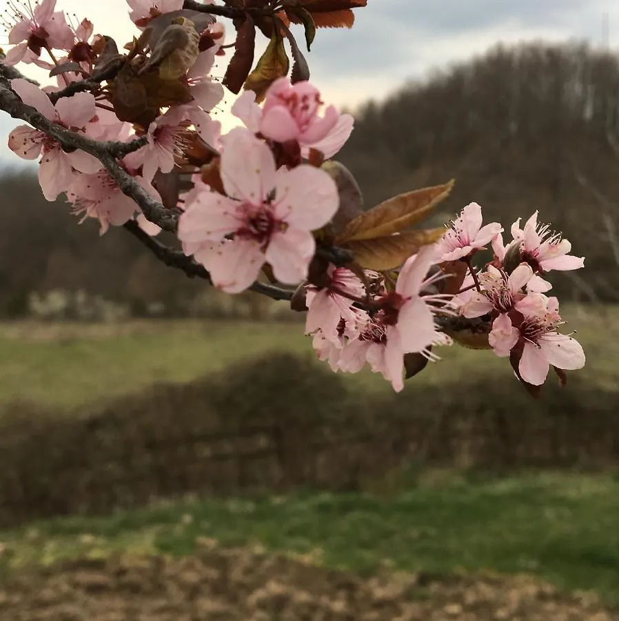 수비아노 Casina Della Burraia 빌라 0*,  이탈리아
